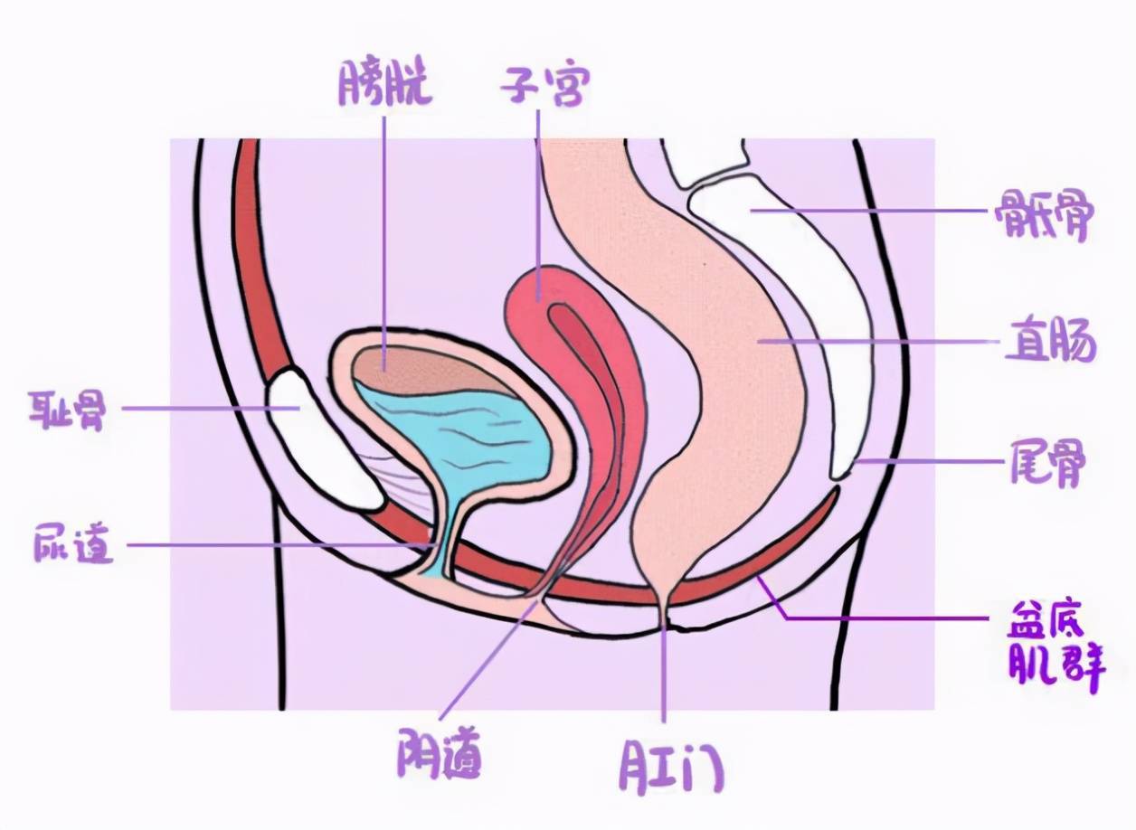 二胎妈妈盆底肌受损咳嗽严重漏尿