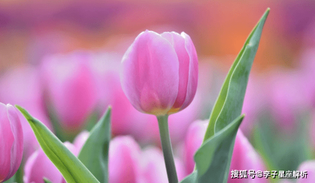 生肖猴：发横财抱真爱，本周运势佳
