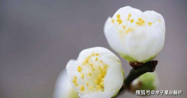 生肖猴：发横财抱真爱，本周运势佳