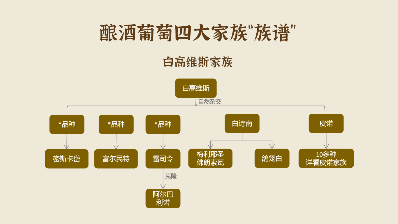 原来酿红酒用的葡萄还有这样的关系_品种_家族_麝香