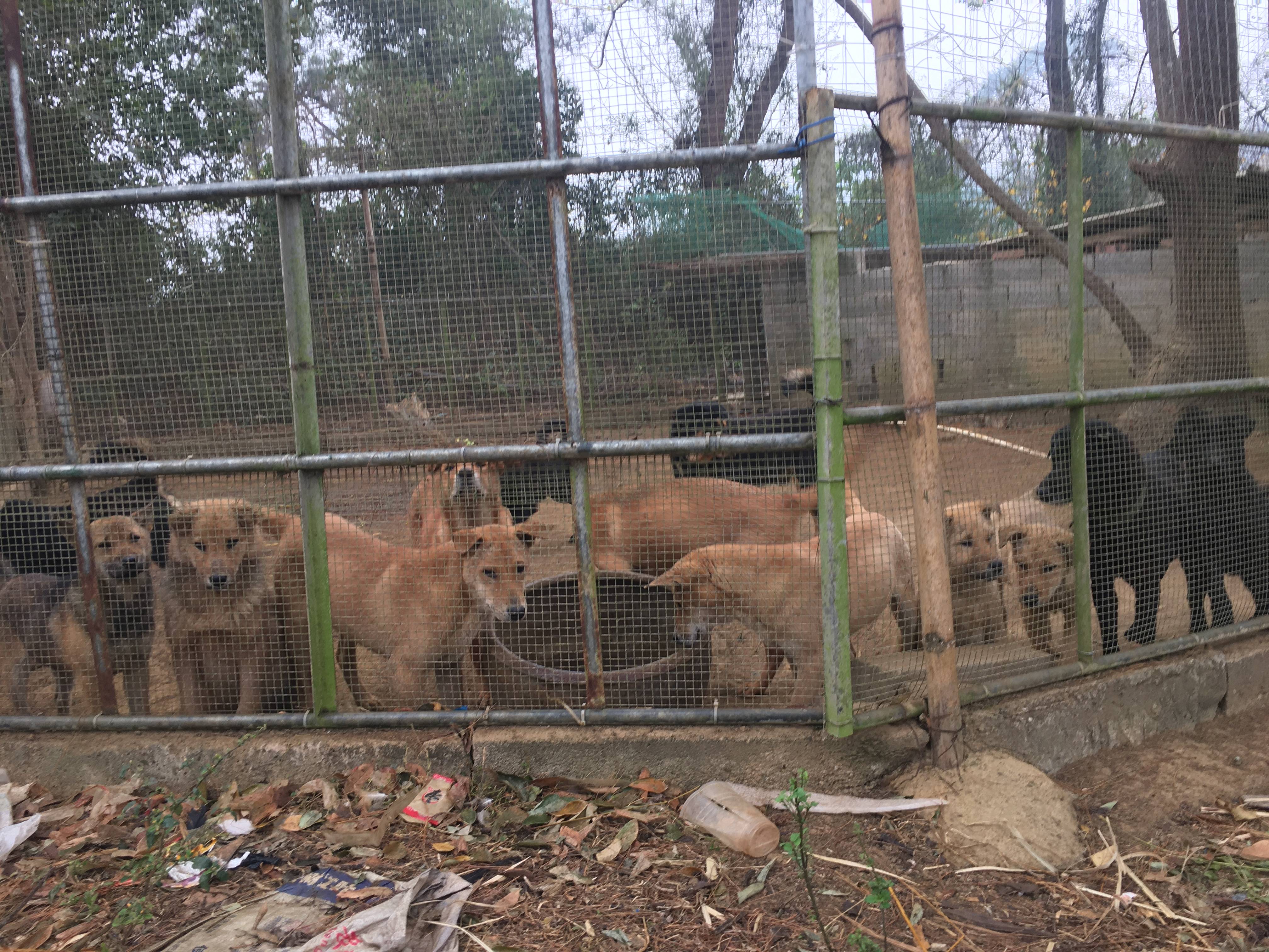 女肉狗养殖场图片