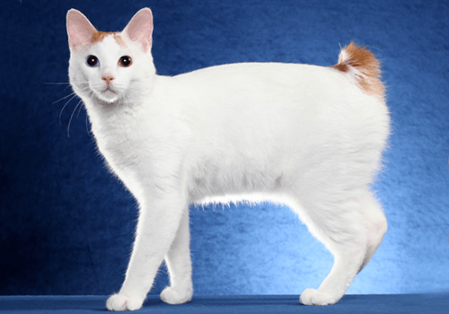 推薦朋友們飼養的貓咪品種十一 (哈瓦那貓和日本短尾貓）