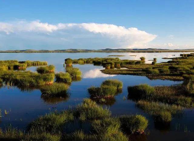 雪域高原的湿地若尔盖是也!_的地区_沼泽_长征