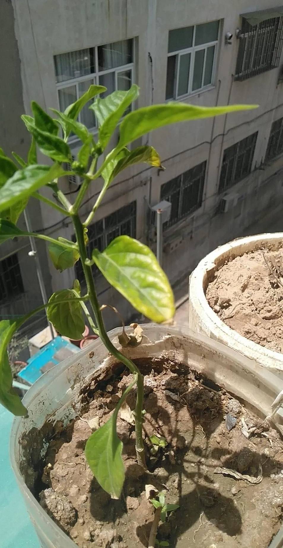 栽培_种植_产量