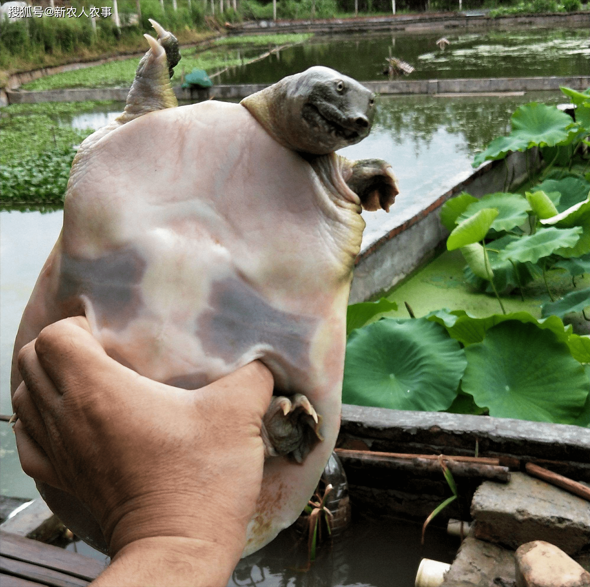 甲鱼雄性生殖图片