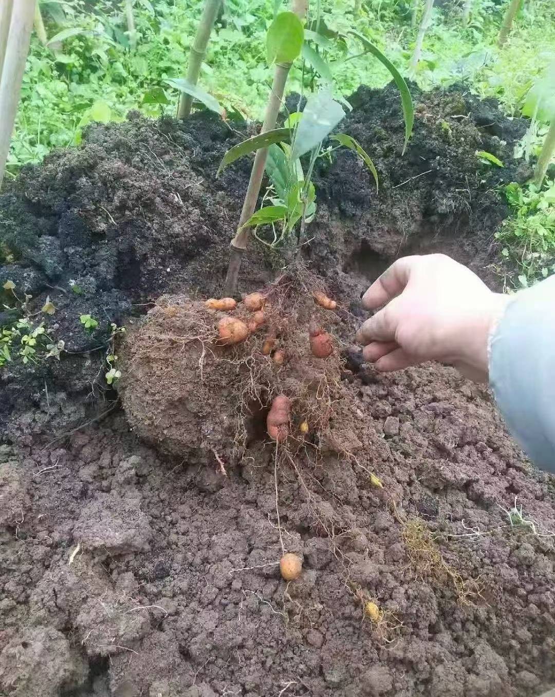 金果榄种植骗局?广西农科李斌教授揭秘金果榄