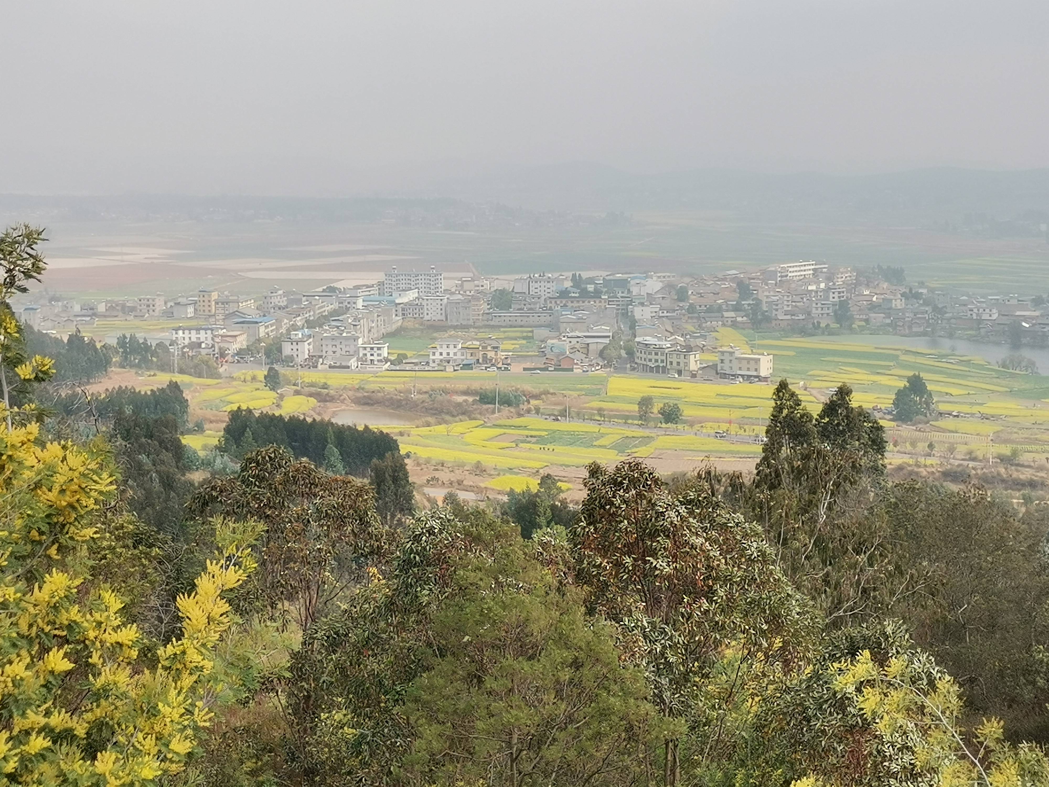 醉美骠川彩云南丨楚雄市子午镇万亩油菜花扮靓美丽乡村大地成了调色板