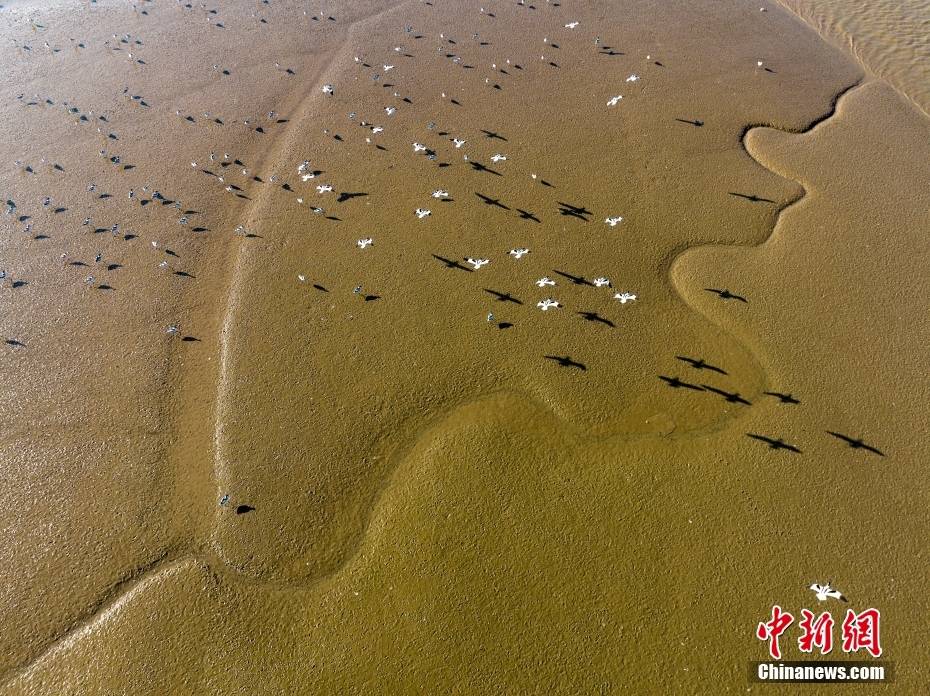 江苏连云港:大批反嘴鹬湿地越冬场面壮观-搜狐大视野-搜狐新闻