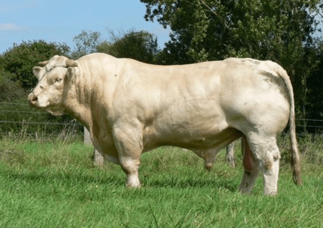 夏洛来牛体躯高大,肌肉发达,属于大型肉牛品种