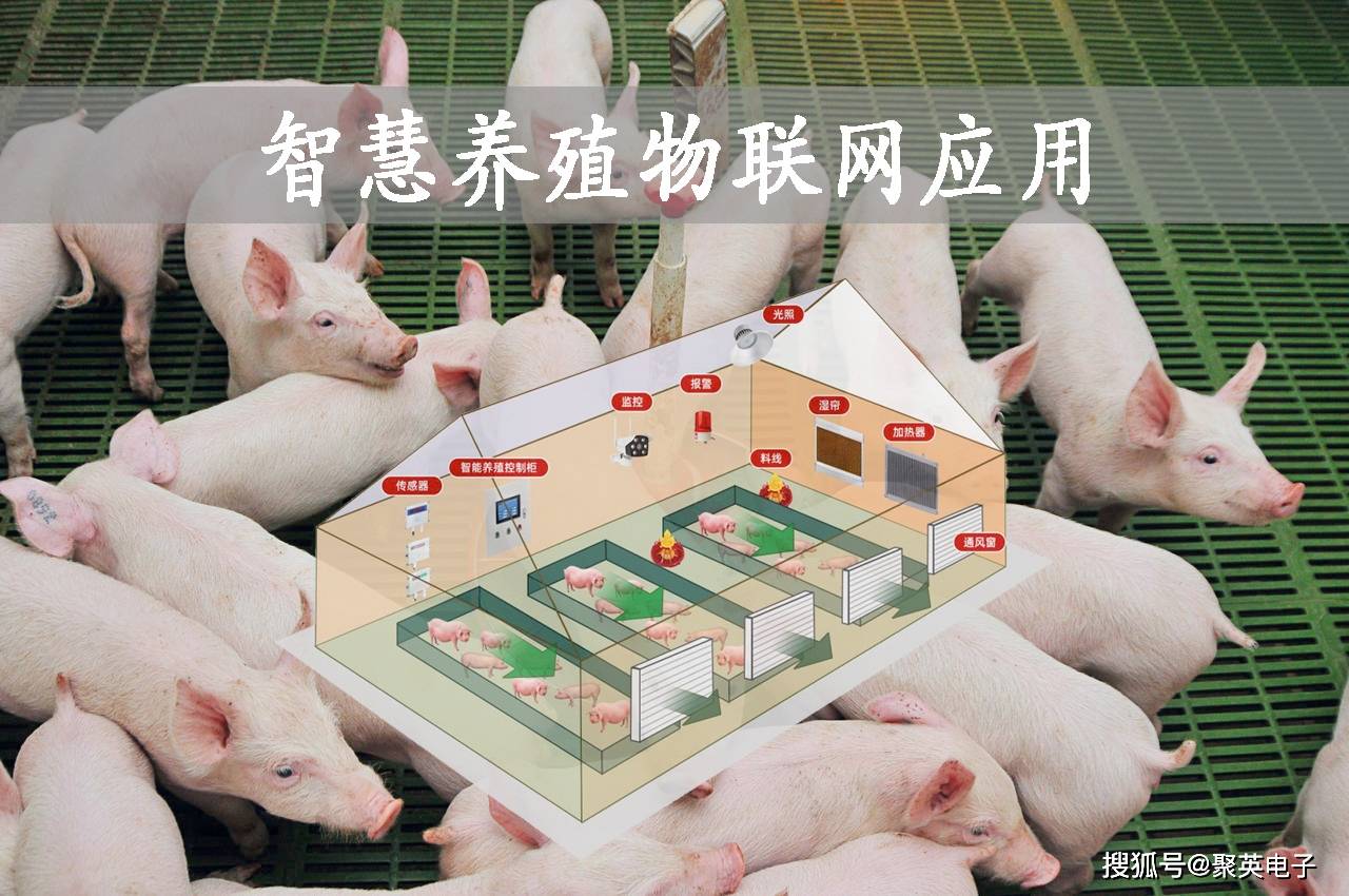 智慧养殖物联网应用,简化规模养殖场管理_禽畜_监控_自动