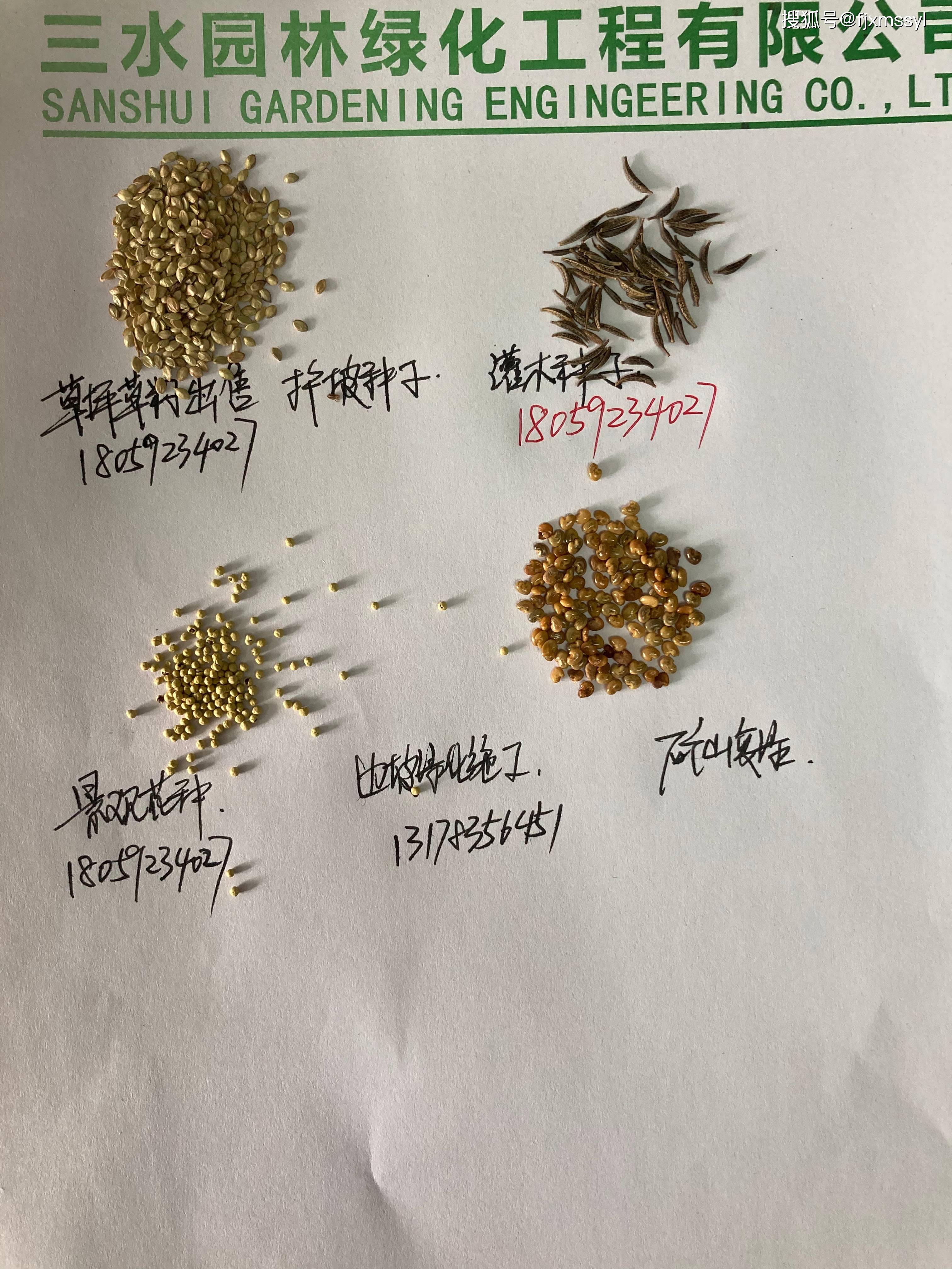 牧草种子（牧草种子怎么卖） 第3张