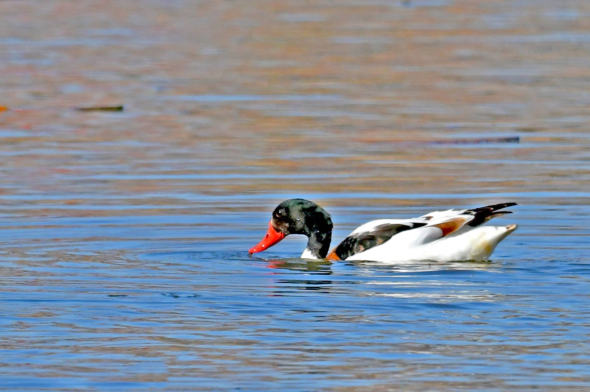 翘鼻麻鸭——观鸟纪实_保护_身体_活动