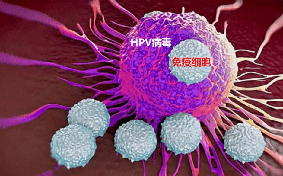 专家称打HPV疫苗不必纠结几价 HPV疫苗什么时候打最好