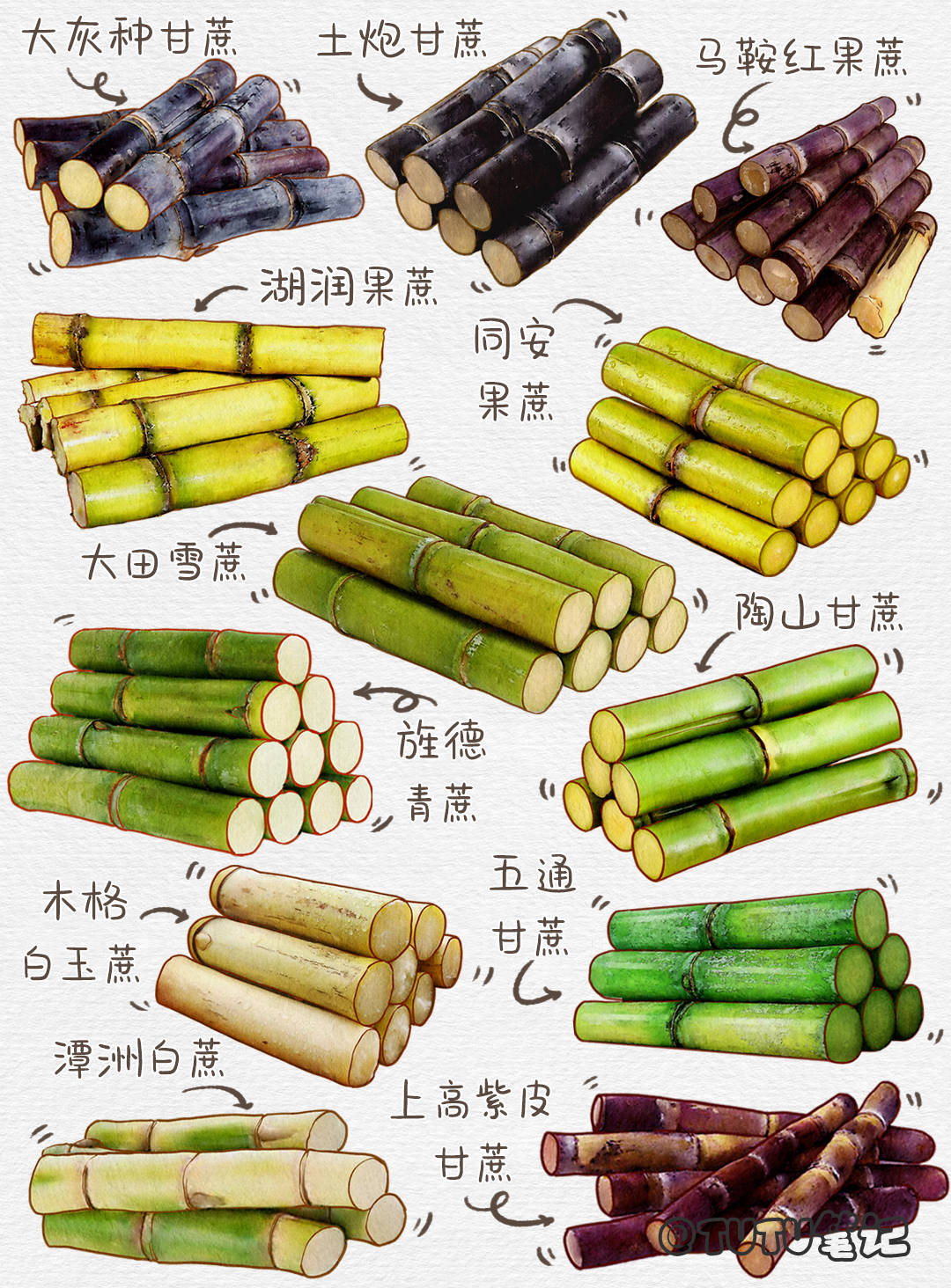 原来甘蔗竟然有这么多种颜色,甘蔗分类图鉴-搜狐大视野-搜狐新闻