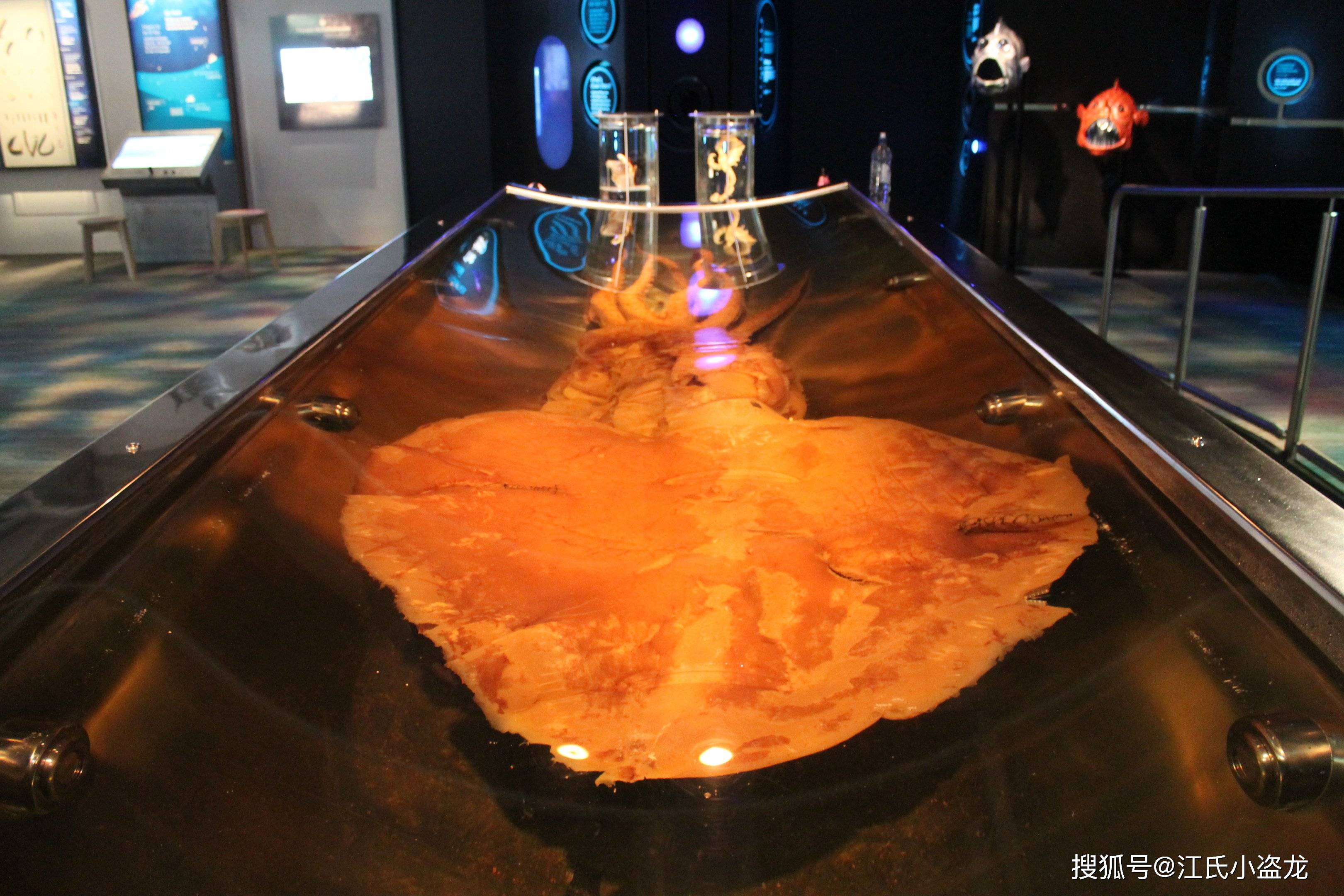 【海怪】大王酸浆鱿:南极深海恶魔!_新西兰_角质_乌贼