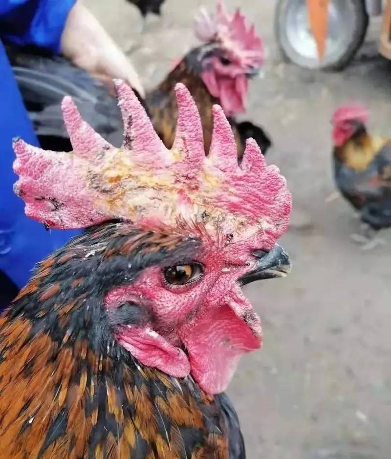 禽医王老师讲鸡冠癣症状鸡癣的特效药和斗鸡冠癣的治疗方法_进行_养殖