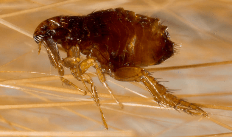 小宠医师教你如何应对狗狗跳蚤_问题_方法_进行