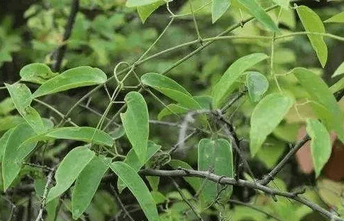 速看(黑骨藤追風活絡膠囊是中藥還是西藥)黑骨藤追風活絡顆粒效果咋樣