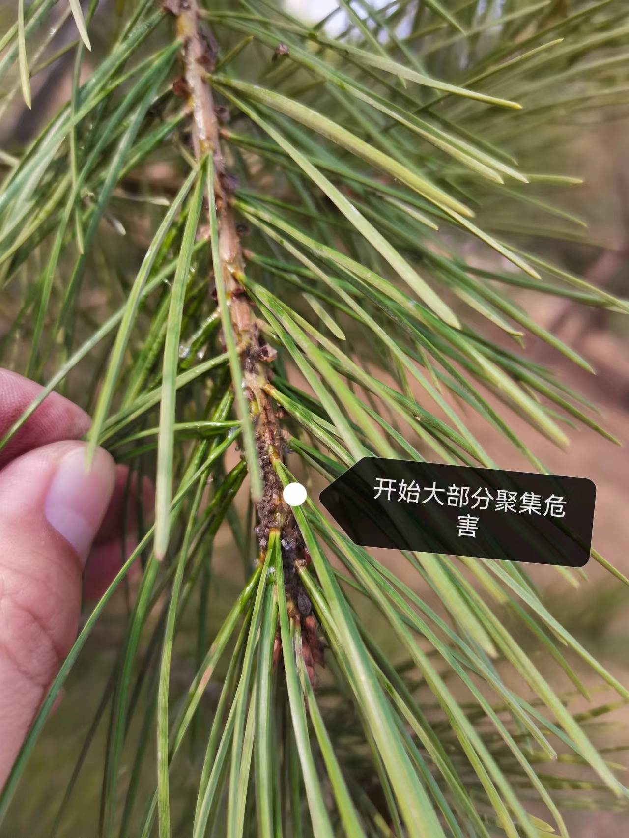 春季松大蚜发生规律和防治措施-松大蚜春季几月份卵开始孵化危害