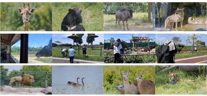 “探奇動物界”登陸《學習強國》-DVBCN