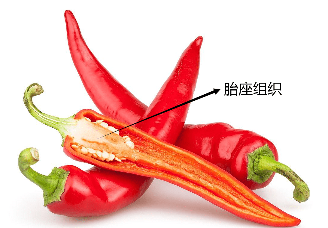 辣椒结构名称图片