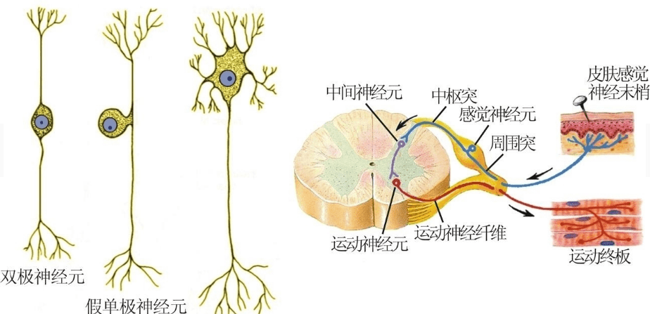 运动神经元病能改善到什么程度?_患者_治疗_身体