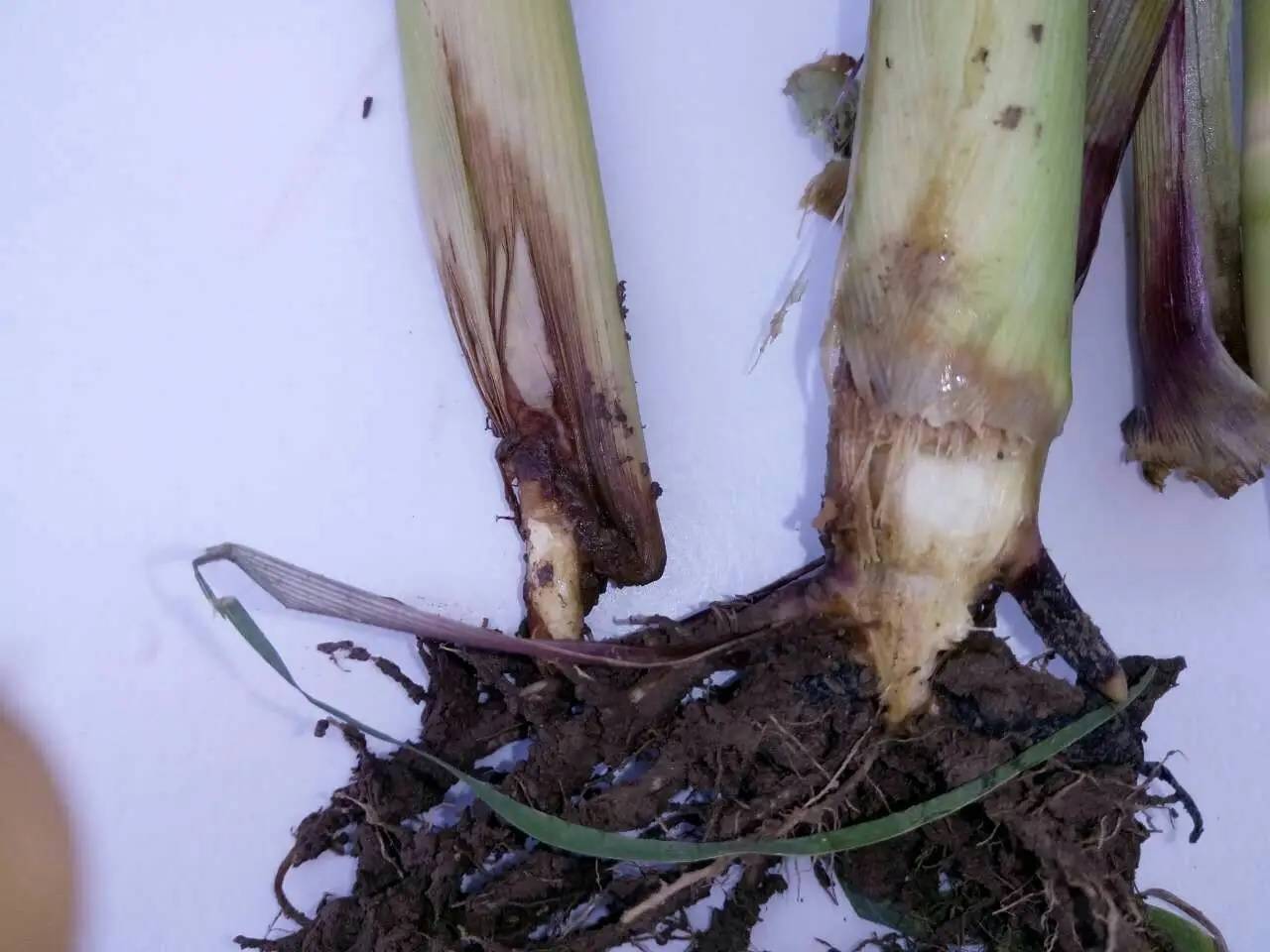 玉米苗期烂根烂杆是什么问题,怎么防治_种植_植株_环境