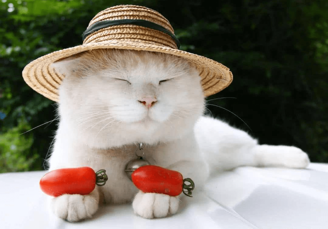 心理测试:你觉得哪只猫太自恋,测你会爱自己而放手爱情吗_对方_内心