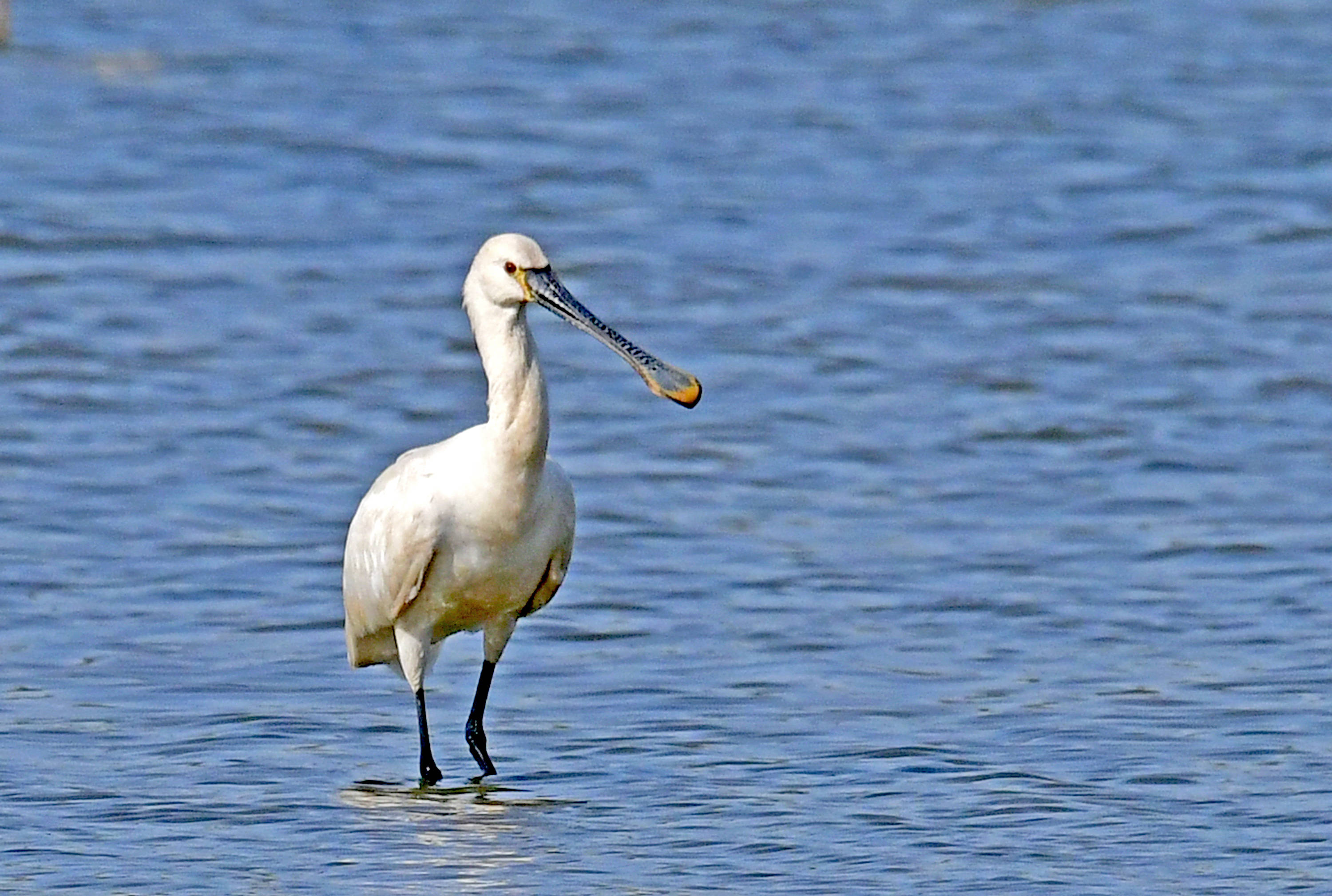 白琵鹭——观鸟纪实_保护_芦苇丛_大嘴巴