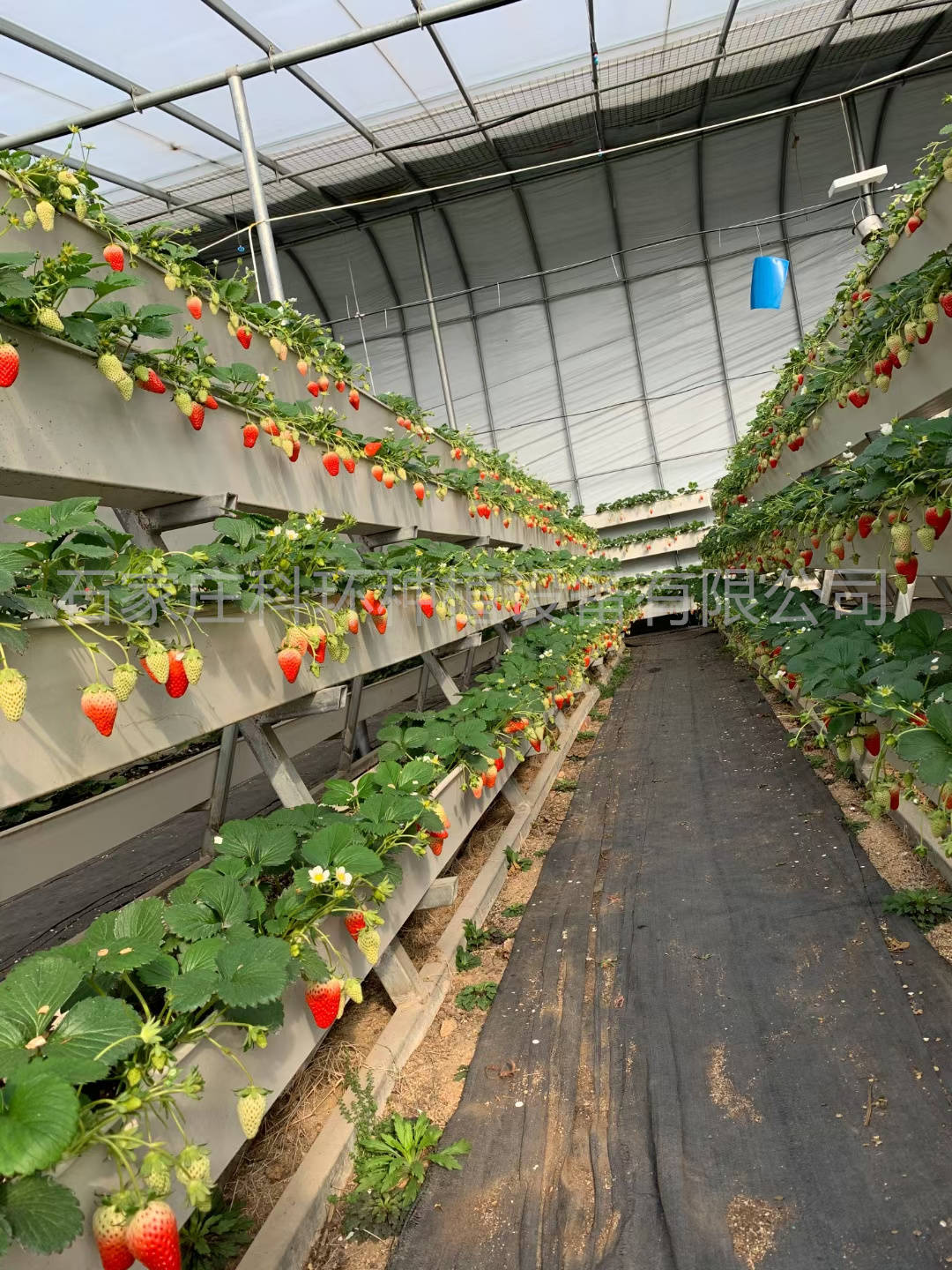 草莓架式栽培槽 草莓立体种植槽 草莓无土栽培支架