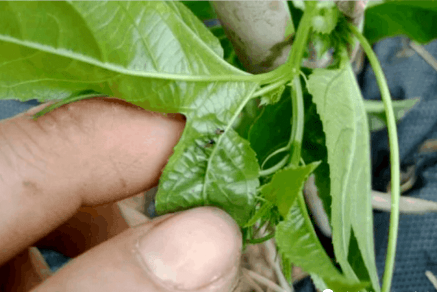 蚜虫危害蚜虫是刺吸式口器的害虫,常群集于百香果嫩叶,新梢,花蕾,顶芽