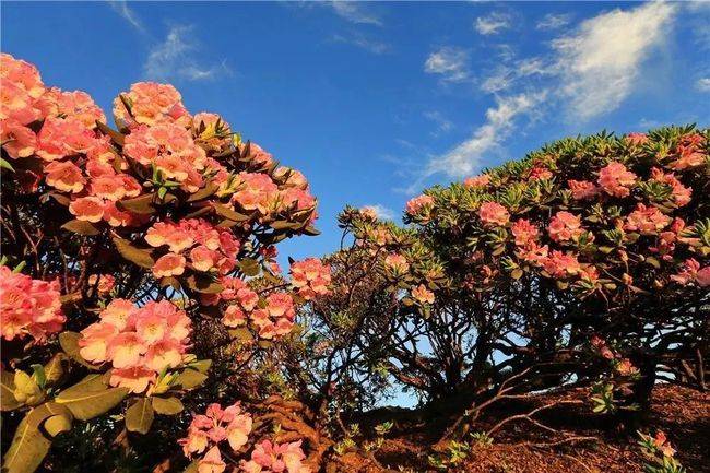 杜鹃花（杜鹃花是映山红吗） 第4张