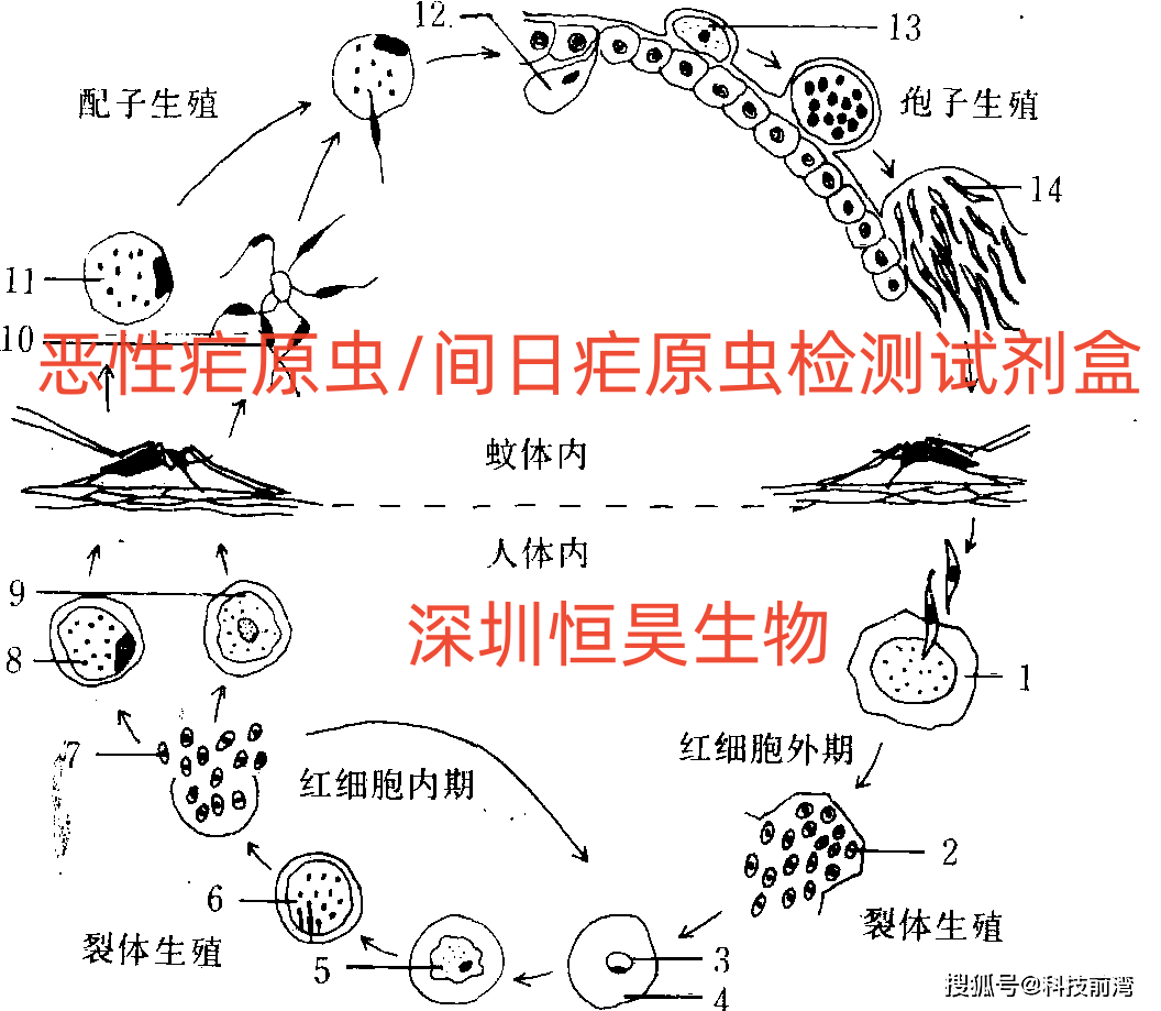 恶性疟原虫手绘图图片