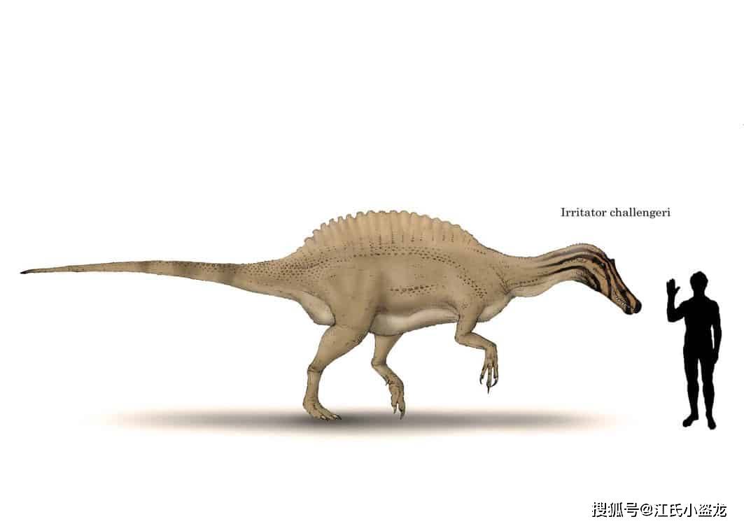 激龍(irritator)是發現於南美洲的棘龍科恐龍,其化石來自今天的巴西