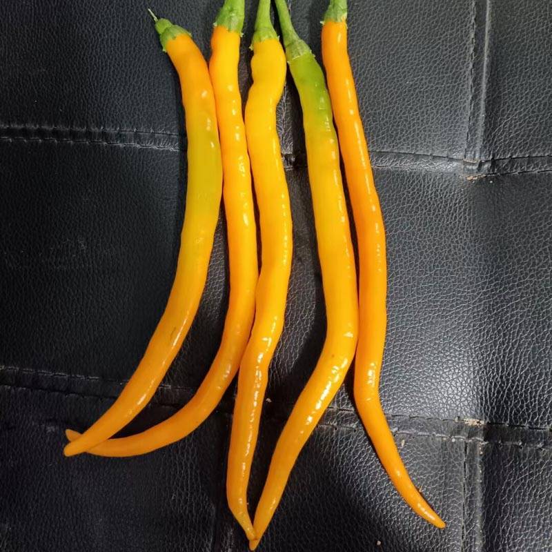 黄帝线椒黄线椒黄贡椒黄色辣椒高产辣椒种子_品种_全国_果实