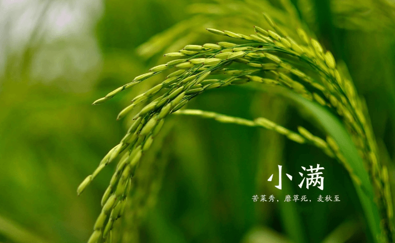 小满节气的含义是什么 小满的寓意和象征（小满节气是啥意思）