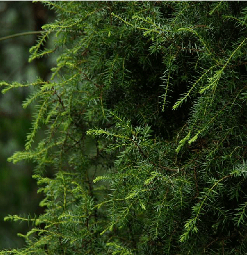病名与中草药分类_植物_cm_药性