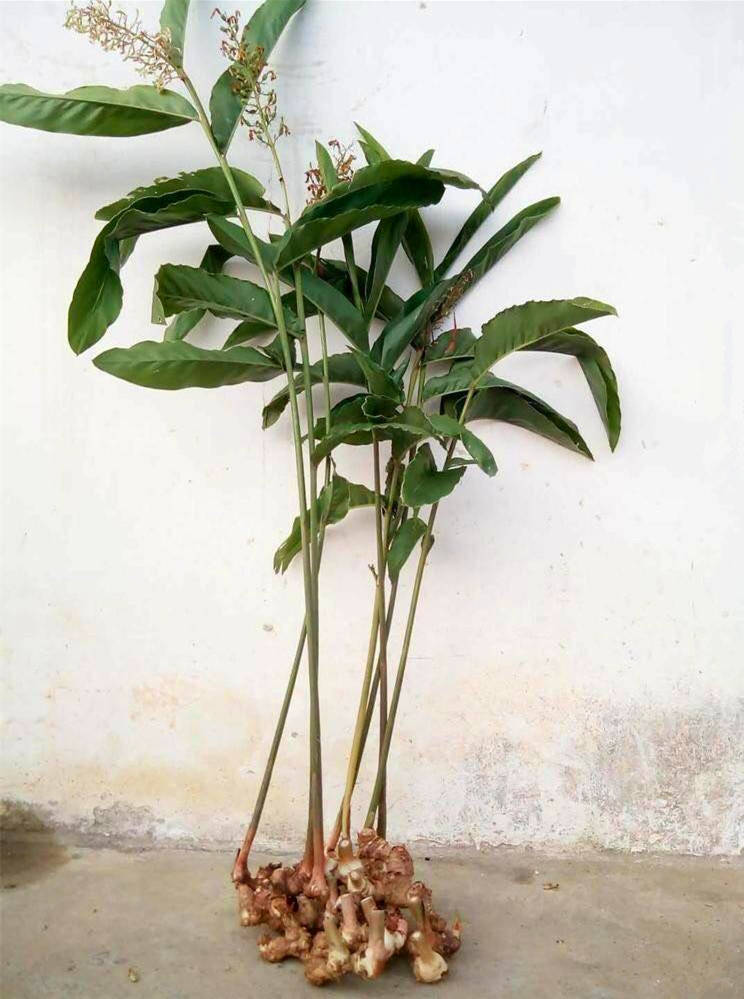 猴子果(《全国中草药汇编》),铜锣锤(《广西药用植物名录》),马骝藤