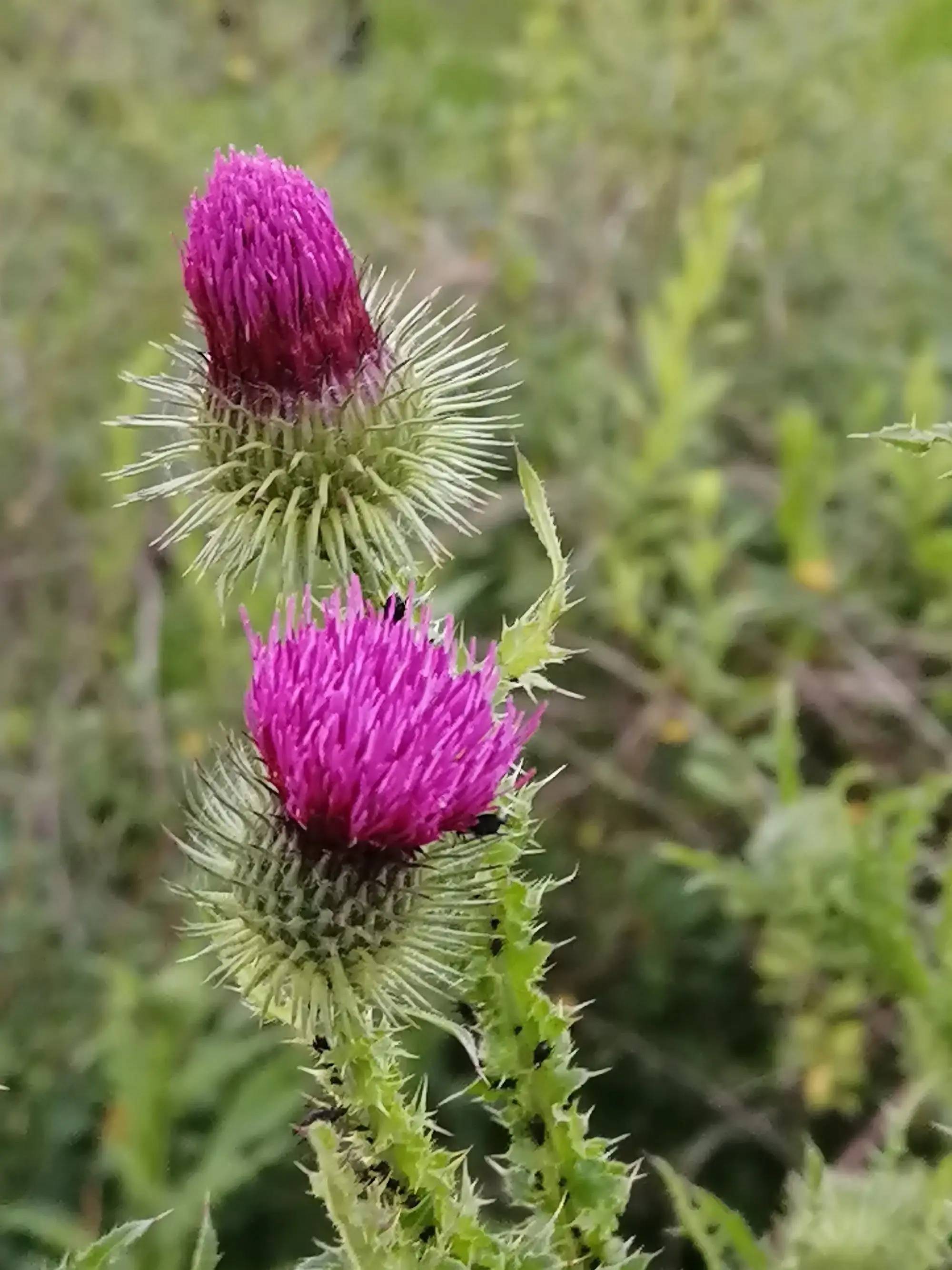 病名与中草药分类
