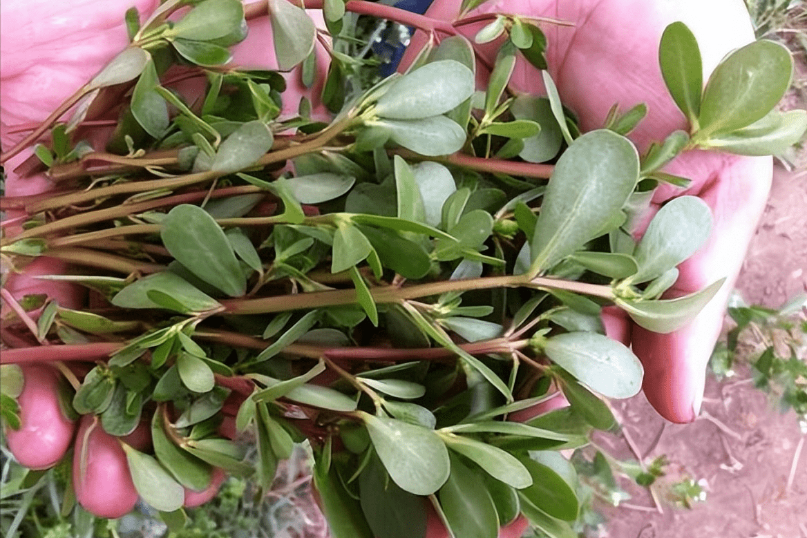 野菜之一的蚂蚁菜,它的3个神奇功效,和3种神仙吃法,您知道吗?