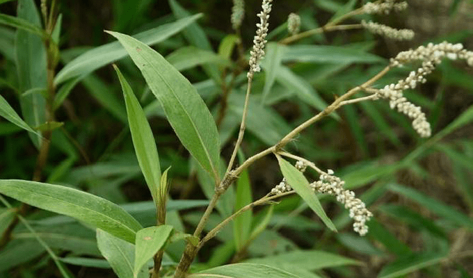 病名与中草药分类_植物_主治_cm