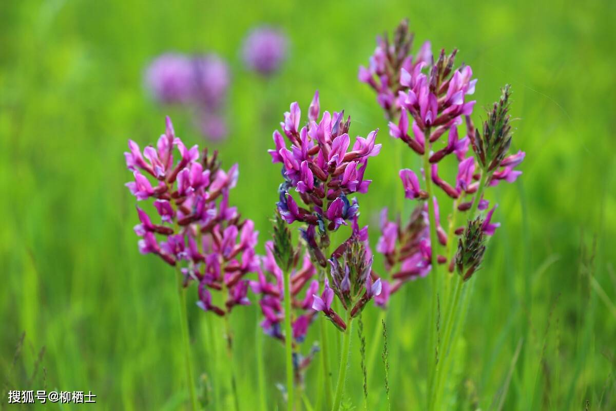 比喻论证和类比论证的区别_搜狐网