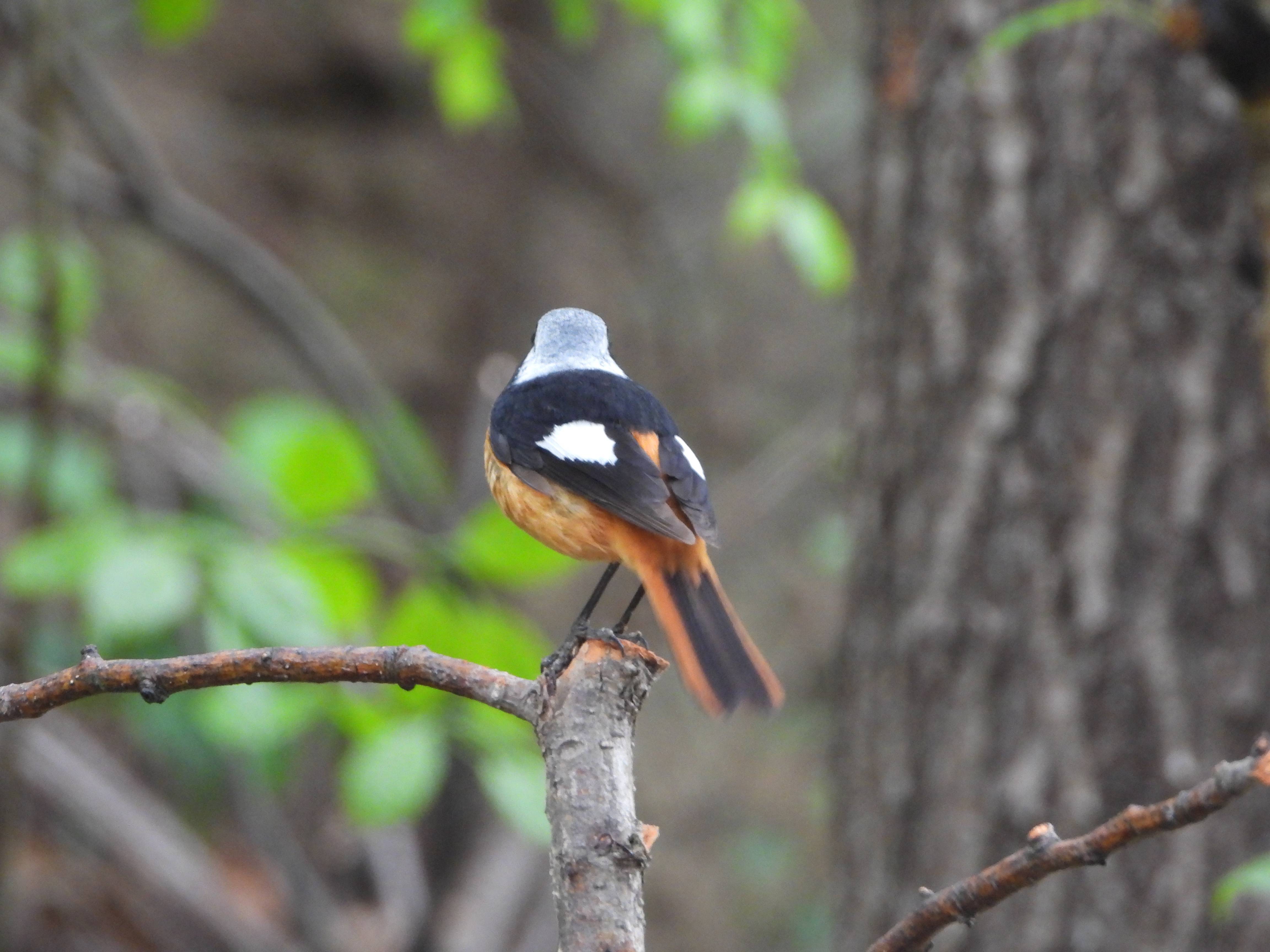 我们怎样与野生动植物相处(森林小卫士倡议书)