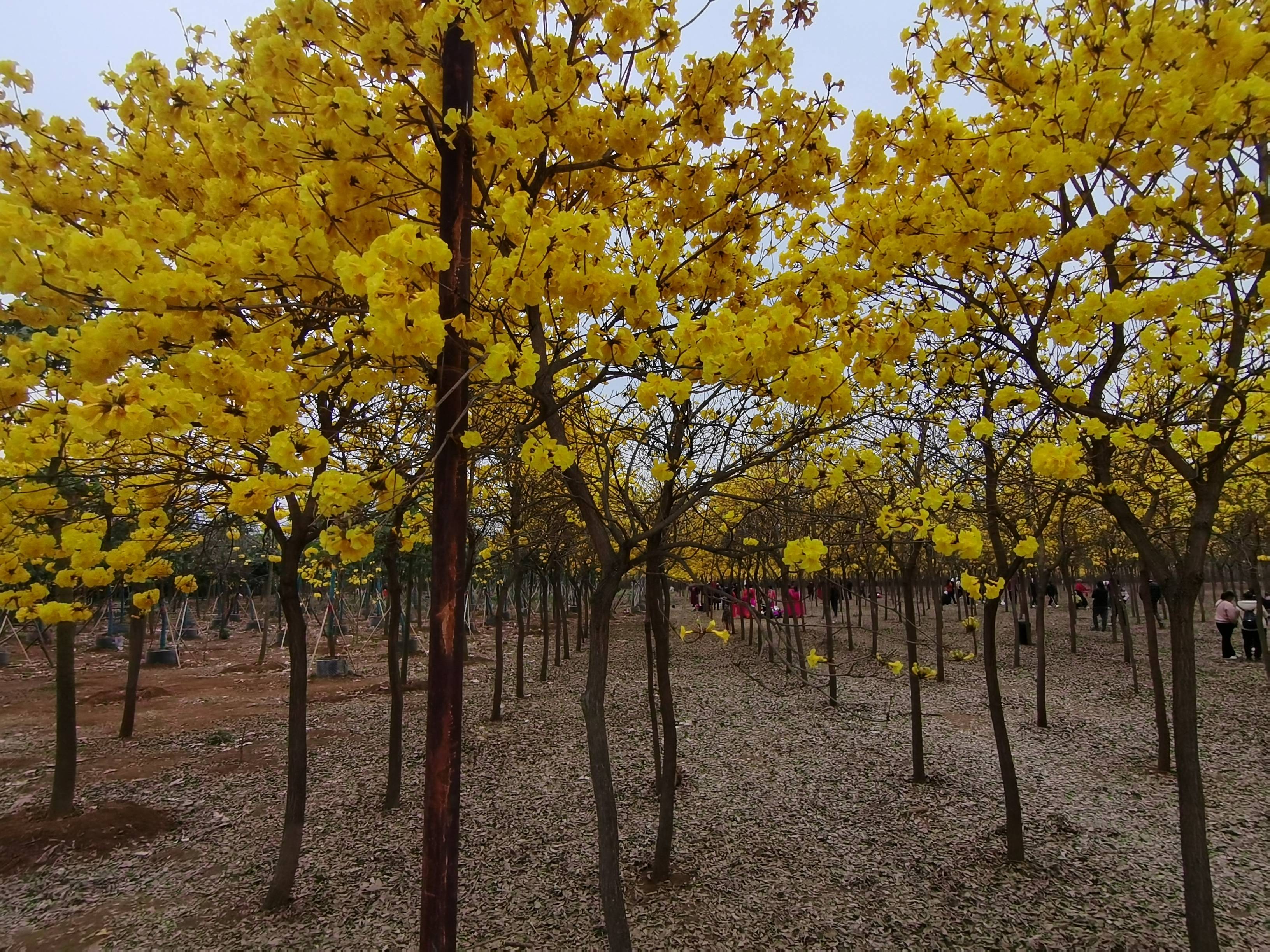 开远羊街黑泥地风铃花图片