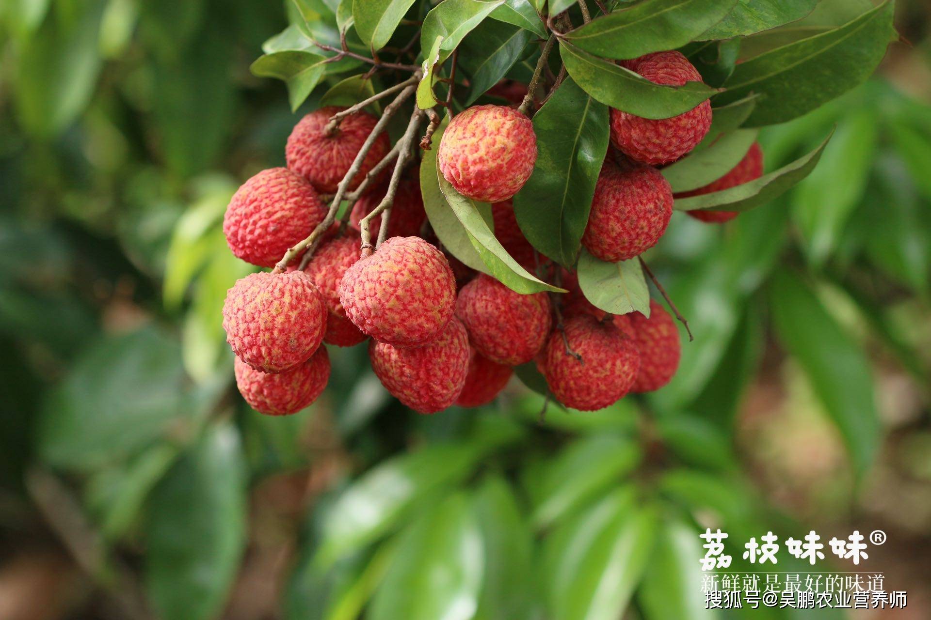 稀有品种|高端限定·仙香糯荔枝_小核_口感_果皮