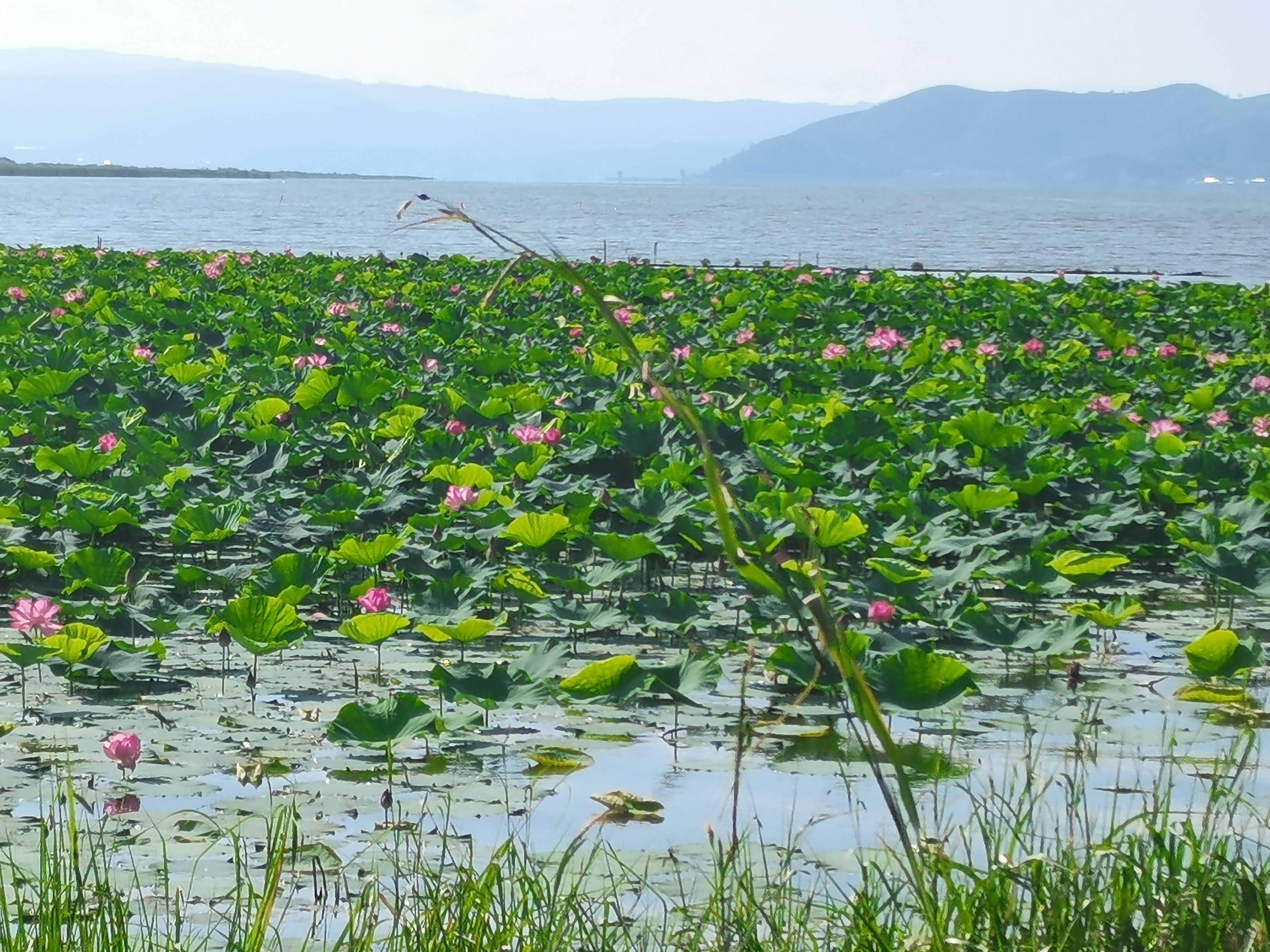 石屏异龙湖简介图片