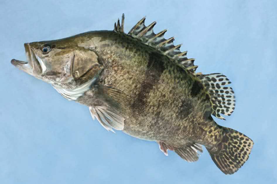 鳜鱼这个鱼塘的"金元宝",难怪养殖技术如此讲究!_饵料_进行_饲料