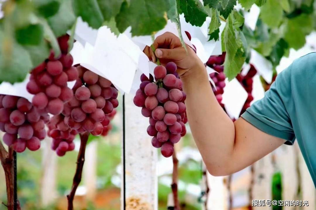 下面就给大家介绍大理宾川葡萄99界的"天花板"妮