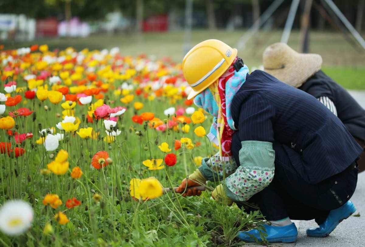 爆料!花卉园艺工资格证怎么报考?证书在哪里考?需要什么条件?_工作_考