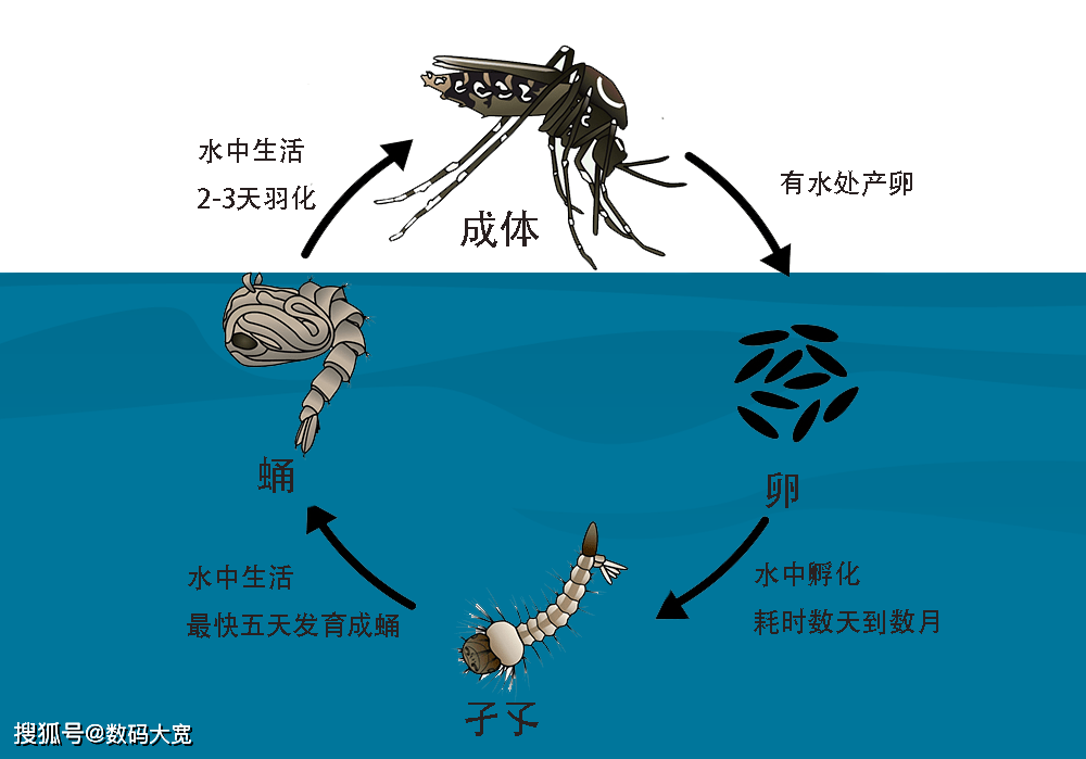 蚊子进化过程图图片